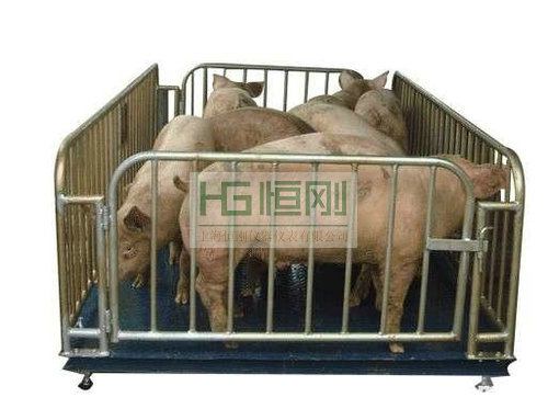 活畜专用地磅秤